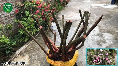 Bán hoa sim rừng bụi 15 thân bầu to rễ nhiều