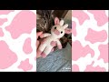 Strawberry cow TikTok compilation 🍓🥛🐄