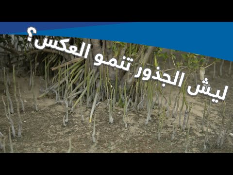 المركز العلمي يقدم برنامج الوطن ماله مثيل الحلقة ١٤ شجر القرم