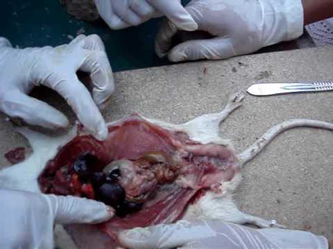 El complejo de los ejercicios a la osteocondrosis de la columna vertebral y los dolores en la espald