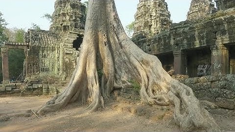 Ta Prohm Temple in Angkor Wat, Cambodia | Stock Footage - Videohive