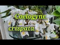 Coelogyne cristata.Описание и уход.