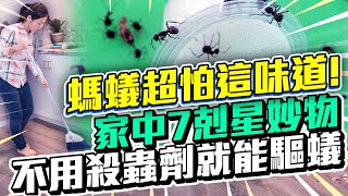 螞蟻超怕這味道！ 「家中7剋星妙物」不用殺蟲劑就能驅蟻｜中 ... 