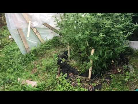 Weed garden after a hurricane!