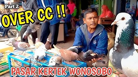 HUNTING MERPATI GIRINGAN DIPASAR KERTEK WONOSOBO TES TERBANG COCOK BUNGKUS OVER CC NGERI PART2
