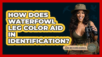 How Does Waterfowl Leg Color Aid In Identification? - Bird Watching Diaries