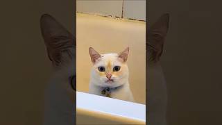 Funny Cats 😹 Episode 30 #Shorts