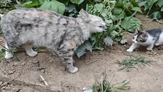 猫妈妈带孩子们在菜园里玩，居然吃起了草！ by Little Zhang's Cats 53 views 3 days ago 1 minute, 36 seconds