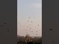 миколаівські голуби Саші Коваля Кам'янець-Подільський