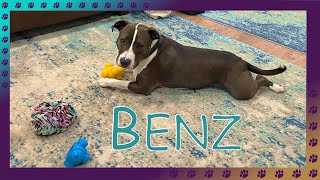 Benz is smart, fun, handsome and available for adoption from Humane Society of Macomb