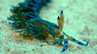 Facts: The Blue Dragon Nudibranch by Deep Marine Scenes 3,731 views 1 month ago 2 minutes, 54 seconds
