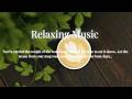 Morning Coffee & Gentle Release 🕊️ Calm BGM to Wash Away Your Busy Days