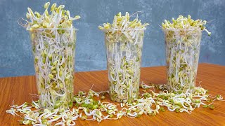 Unique Idea | How to grow bean sprouts in plastic cups easily for beginners