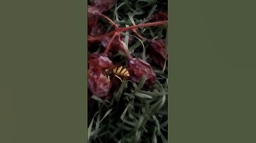 #تلاوة تريح القلب #سورة النحل #سبحان اللّه #الحمد للّه