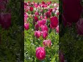 #nature#shortvideo #peaceofmind#beautiful #islamicstories #response#fypシ゚viral#message