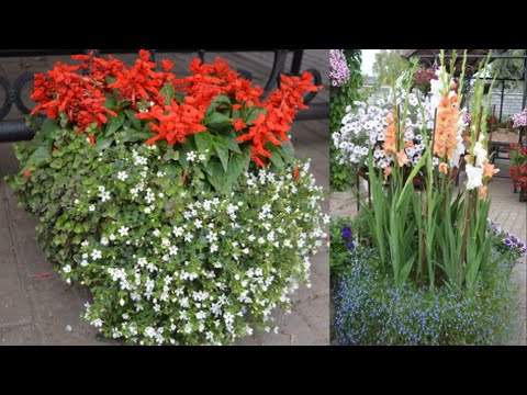 Video: Miksi kasvit tuottavat hartsia?