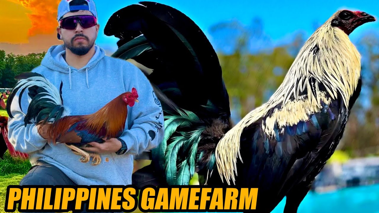 Sweater Yellow Leg Hatch And Claret Hatch Muff Grey | PHILIPPINES GAMEFARM