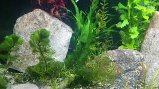 Aquascape Like a Pro - What Rocks Are Safe for my Fish Tank?