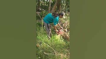 #cưa cây xoài cát