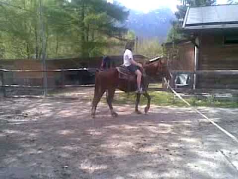 marvin in sella aPR Jester Leo Pep stallone QH di 2 anni