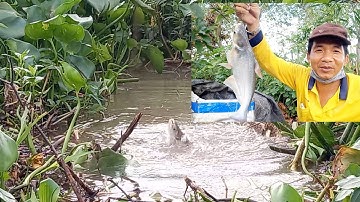 Chia sẽ mồi câu cá sông thiên nhiên cá tra.cá rô phi.cá chim.cá rô ghẻ tiền dể mua