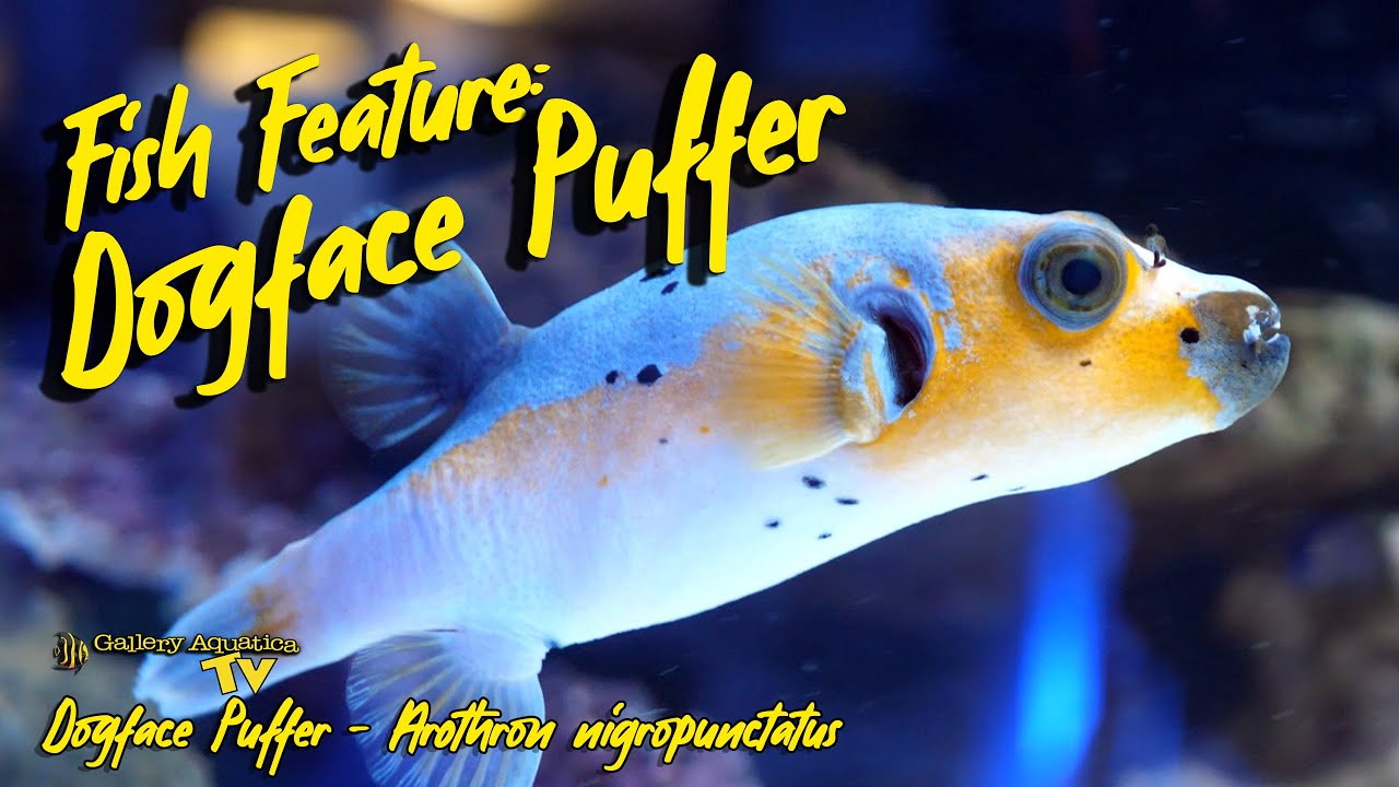 Fish Feature: Dogface Puffer - Arothron nigropunctatus 