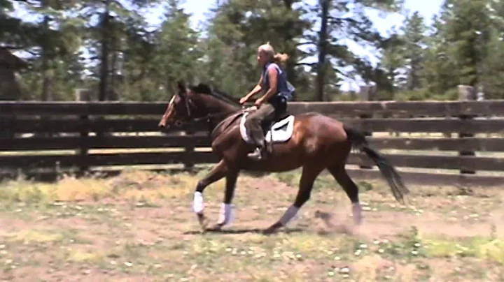 Winter Olympian thoroughbred gelding