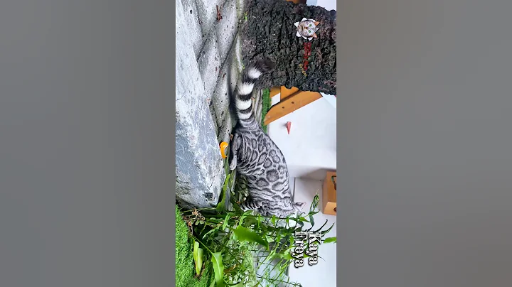 Video 11557931: bengalcat bengals cat kitten, bengals bengalcat cute, cat kucing bengal kitten, bengal cat kitten pets, cat bengalcat funny kitten