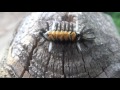 Crazy looking Caterpillar - Milkweed Tussock Moth Caterpillar