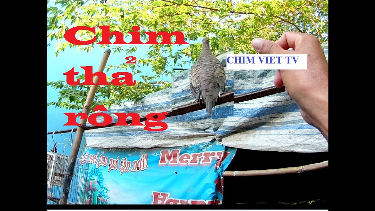 Cu vằn thả rông | Breeding free-range birds