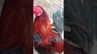 Download Lagu bukan untuk di aduh/sabung MP3