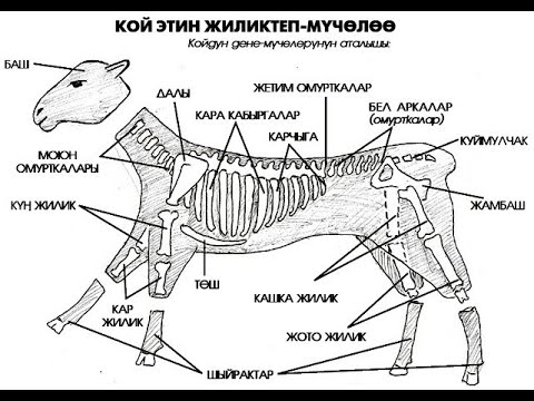 Video: Койдун шорпосун кантип жасаса болот