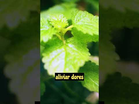 3 PLANTAS MEDICINAIS