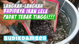 Langkah-langkah Budidaya Ikan Lele Padat Tebar Tinggi | Budikdamber screenshot 5