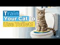 How to Train Your Cat to Use the Washroom | Easy Toilet Training Guide