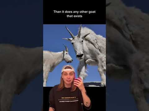 Misleading Animal Names 🐐🐍🦤w OnlyJayus – #Shorts