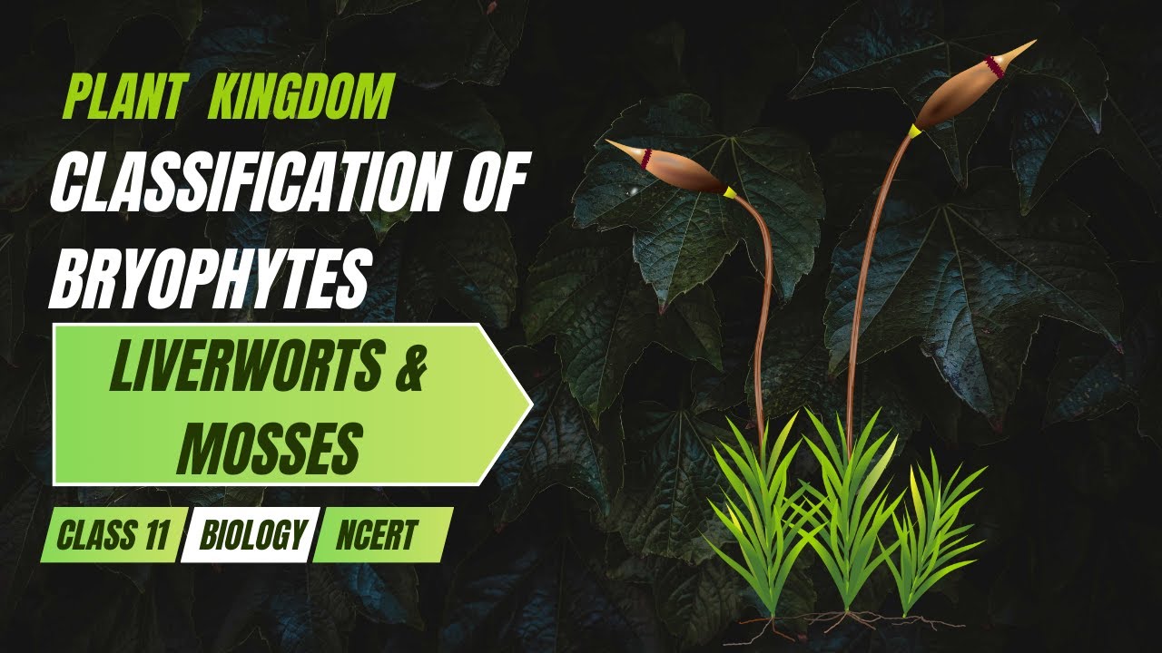 Классификация мхов | Печеночники и мхи | Биология, 11 класс