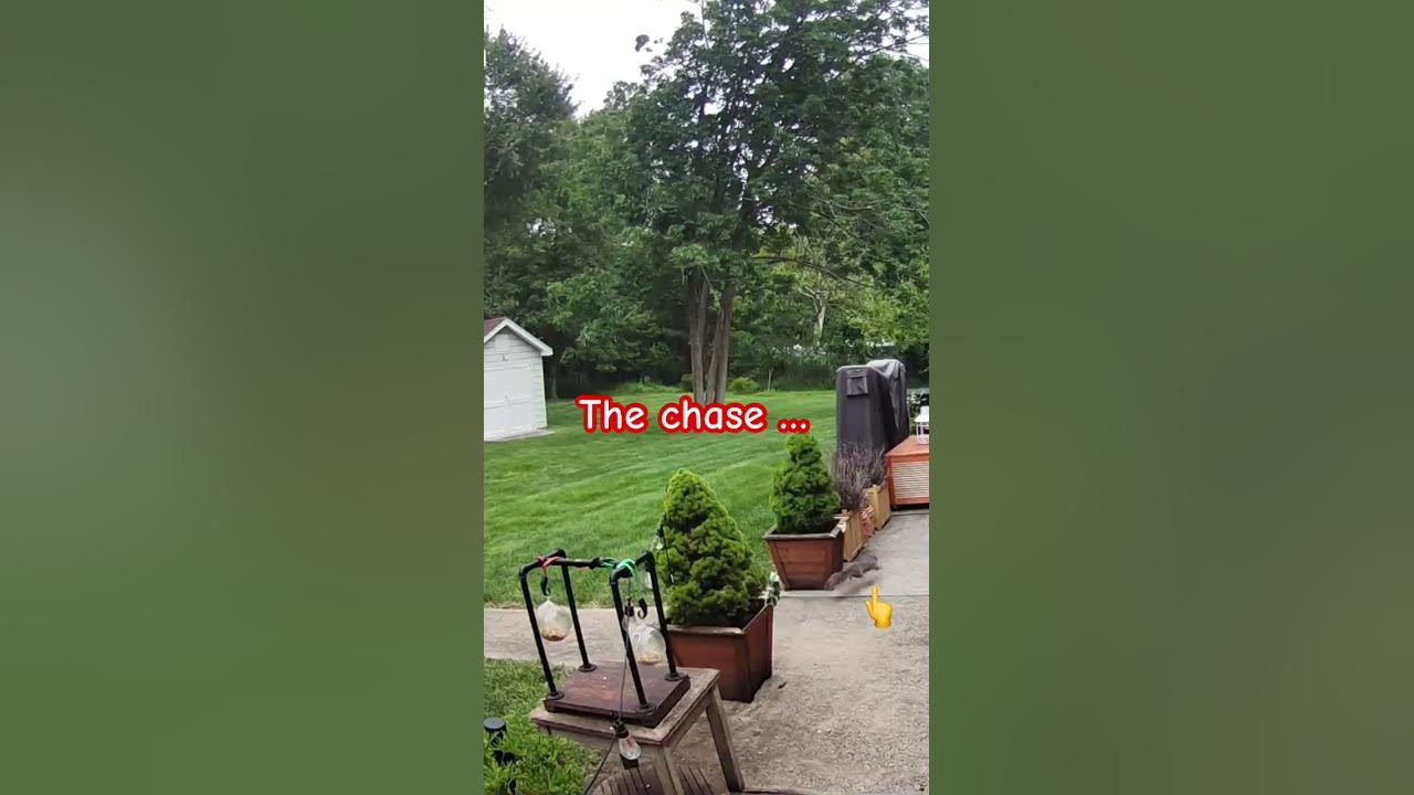 fox-chase-run-squirrel-run-squirrel-shorts-chase-youtube