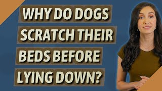 Why do dogs scratch their beds before lying down?