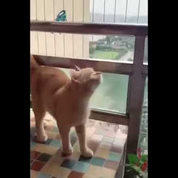 Kucing Yang Sedang Mabuk Cinta