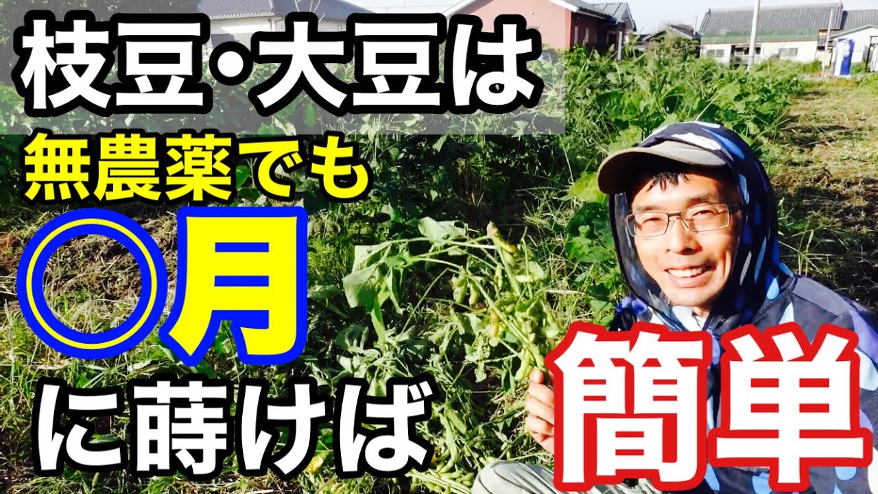 自然農の枝豆 大豆栽培は蒔き時次第で簡単にできる 無農薬無肥料栽培 21年10月5日 Youtube
