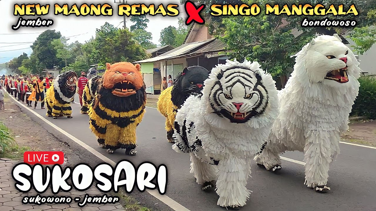 FULL New Maong Remas & Singo Manggala tampil di SUKOSARI | drumband can macanan | lion dance of java