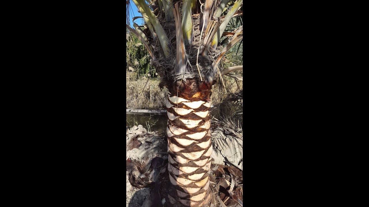 تكريب النخيل شاهد الفنيات عند التكريب