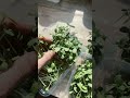 #garden