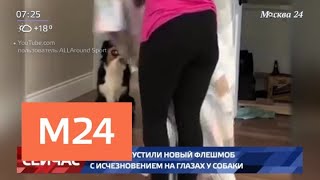 В Сети запустили новый флешмоб с исчезновением на глазах у собаки - Москва 24 В Сети запустили новый флешмоб с исчезновением на глазах у собаки - Москва 24