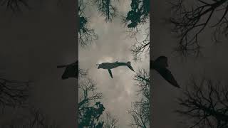 Lisa Loeb And Nine Stories  Stay i Missed You Magic Forest Mix  Showroom Partners Entertainment