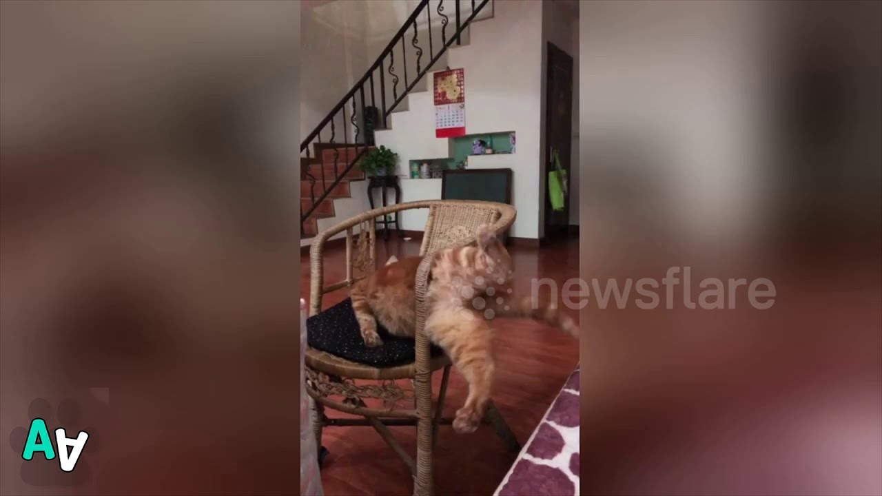 Cat Gets Stuck in Chair YouTube