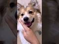 まだまだ練習中です #ポメコギ #愛犬のいる暮らし #ポメコーギー