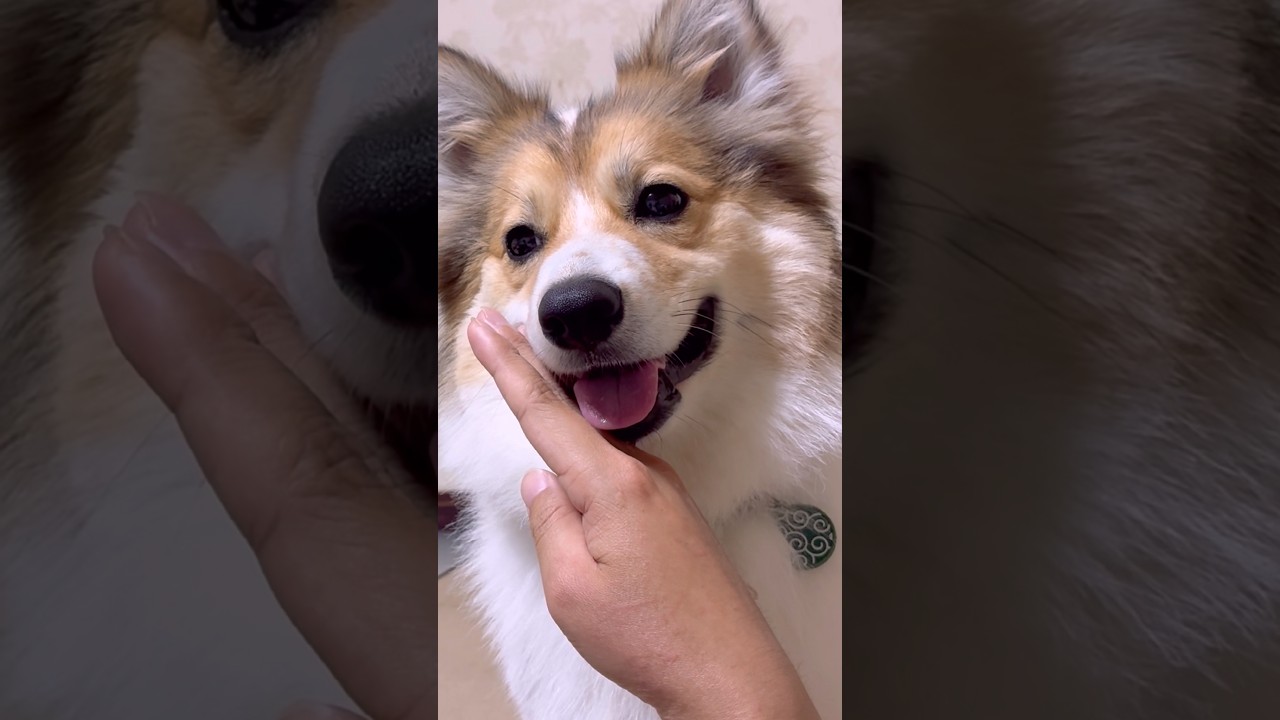 まだまだ練習中です #ポメコギ #愛犬のいる暮らし #ポメコーギー
