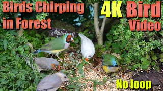 Cat TV, ASMR 4 HOURS of Birds Singing, No loop, 4K Bird, Digital Stress Relief Therapy, Dog TV by Awesome World 奇妙世界 4,189 views 1 month ago 3 hours, 56 minutes